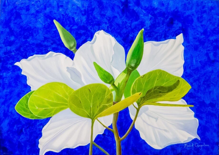 PATA DE VACA BRANCA II-MARIAH CAMPOLINA